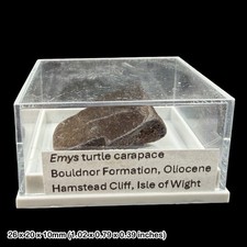 Emys Turtle Carapace Fossil