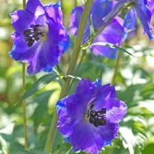 Delphinium Hardy Perennial
