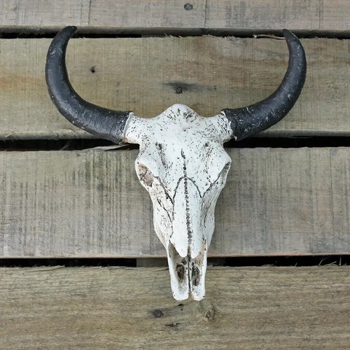 Buffalo skull sculpture animal - skull,
