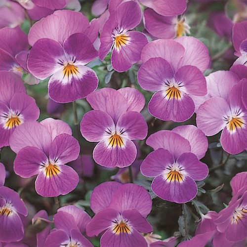 Viola ice babies - babies, trailing