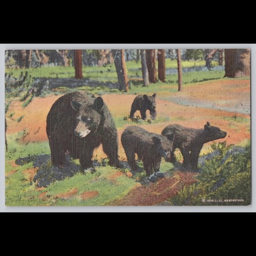 Postcard mother bear - postcard, and