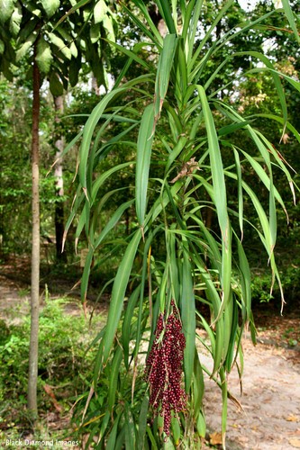 Narrow leaved palm lily - narrow,