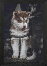 Husky Puppy Portrait Framed