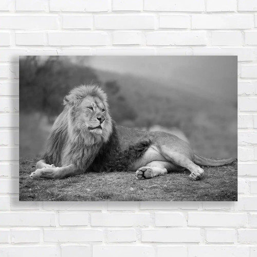 Majestic lion wildlife nature - majestic,