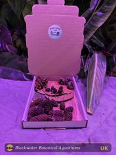 Nano Botanical Box Blackwater