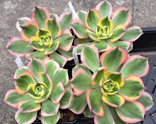 Aeonium species cultivars - species,