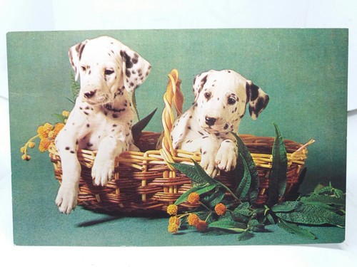 Pair mischievious dalmatian - pair,