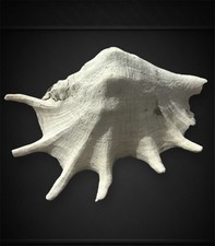 RARE Giant Spider Conch Natural Seashell