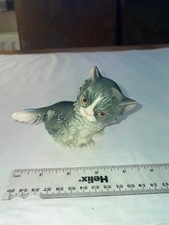 Rare Goebel Persian Cat