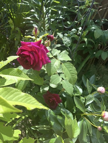 Rose munstead wood david - rose,