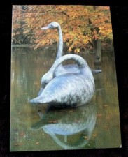GUY TAPLIN Large goose  ART EXHIBITION CARD