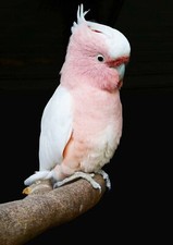 500843 PINK COCKATOO - Wild