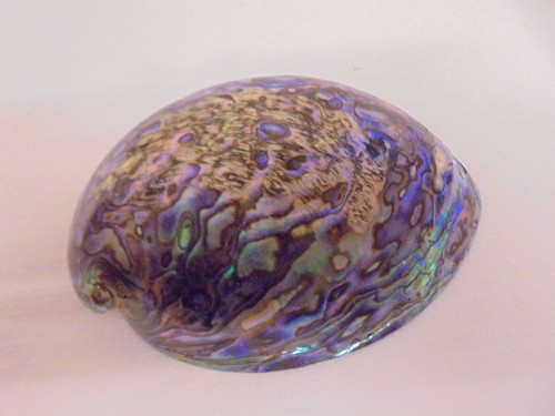 Vintage large polished paua - large,