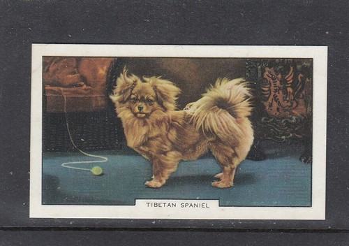 1938 gallaher dogs 2nd - gallaher,