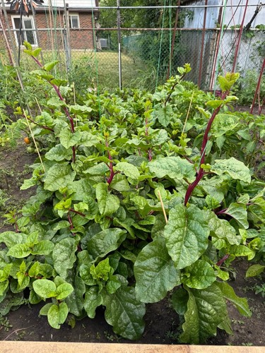 Malabar spinach red vine - spinach,