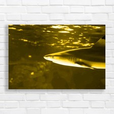 Tropical Sea Fish Lone Shark