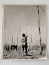 Hop Stringing Competition Reed
