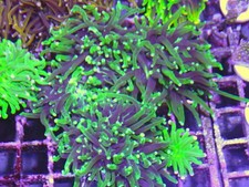Grim Reaper Green Tipped Torch Coral 2 Heads Marine Aquarium LPS Hard Coral