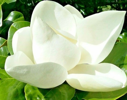 Evergreen magnolia - magnolia,,