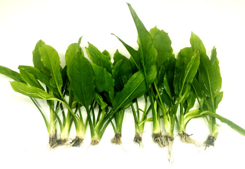 10x amazon sword - sword, echinodorus