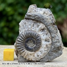 Fossil ammonite crucilobiceras - ammonite,