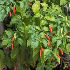 Apache - X10 Fresh 2025 Chilli