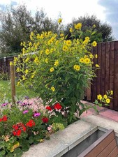Helianthus ‘Lemon Queen’