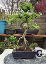 Large chinese elm bonsai tree