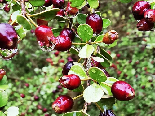 Lophomyrtus obcordata new - lophomyrtus,