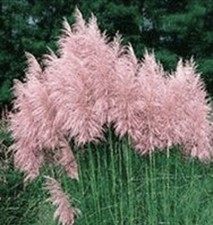 Pampas Grass- Pink- 4 Plugs