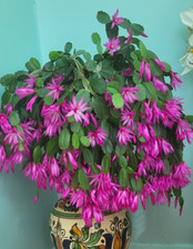 2 well rooted cuttings Rhipsalidopsis gaertneri HOT PINK Christmas Easter Cactus