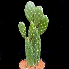 Opuntia Rubescens Roadkill Cactus Prickly Pear three rooted pads in 8 cm pot