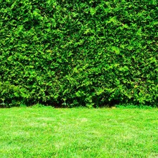 Thuja plicata whipcord - plicata,