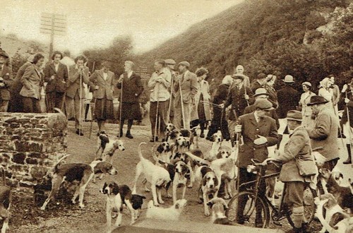 Hawkstone otterhounds dartmoor - otterhounds,