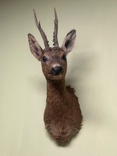 Roe deer Shoulder Mount (Summer), Wild boar head, Wild boar, Taxidermy, Trophy