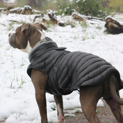 Alpine extreme weather dog - weather,