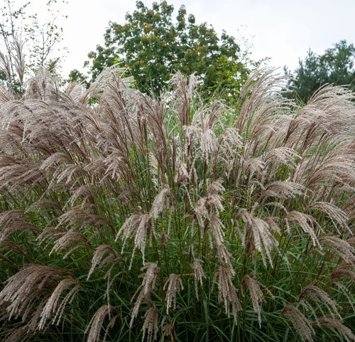 Miscanthus sinensis flamingo - miscanthus,