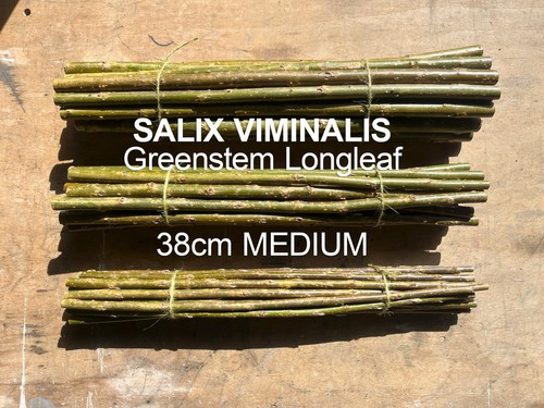 Willow cuttings 380mm x - cuttings,