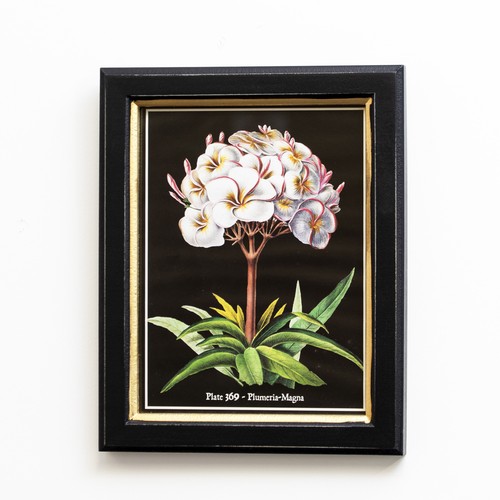 Botanical plumeria flower - botanical,