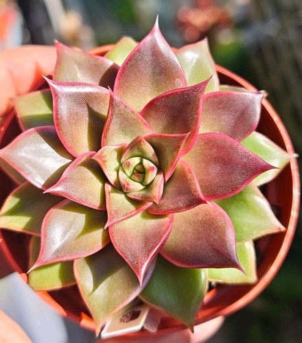 Echeveria ferrole rose - rose,