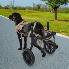 Modern pet rehabilitation - modern,