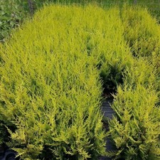 10 Golden Leylandii Evergreen