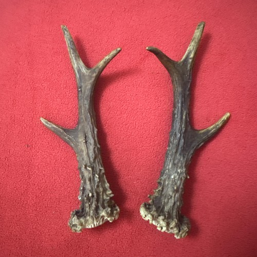 Pair roe deer antlers - roe,