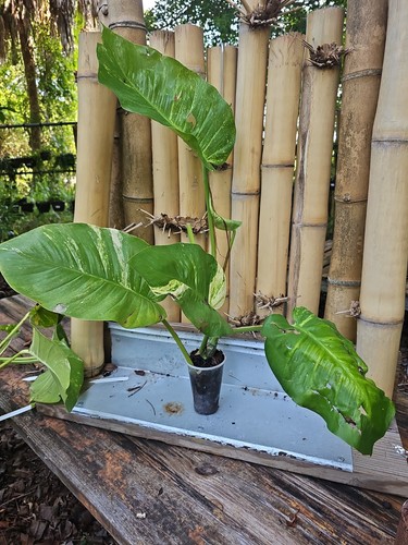 Giant variegated golden - golden, pothos