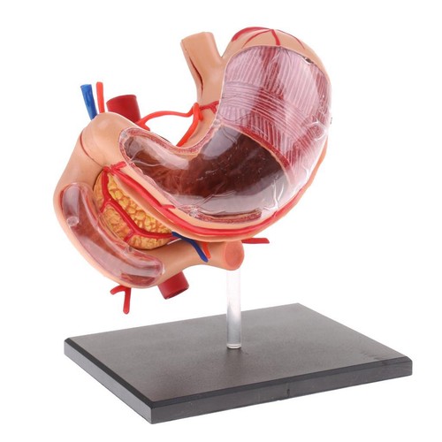 Premium human stomach anatomy - premium,