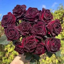 100Pcs Black Rose seeds Garden