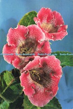 D186194 Sinningia Speciosa. J. Arthur Dixon. 1967