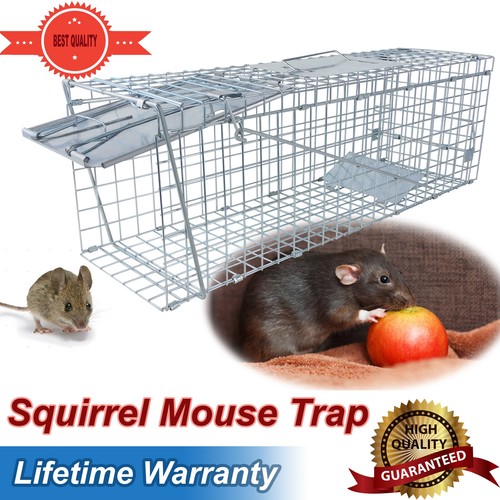 Squirrels mink rat hare - rat,