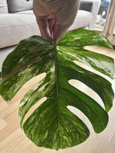 Monstera albo variegated - variegated, rare