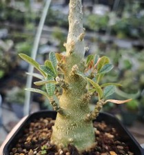  Dorstenia gigas Schweinf. ex